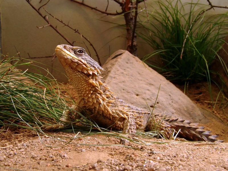 13 Reptiles with Extraordinary Color Patterns That Prove Nature’s Genius