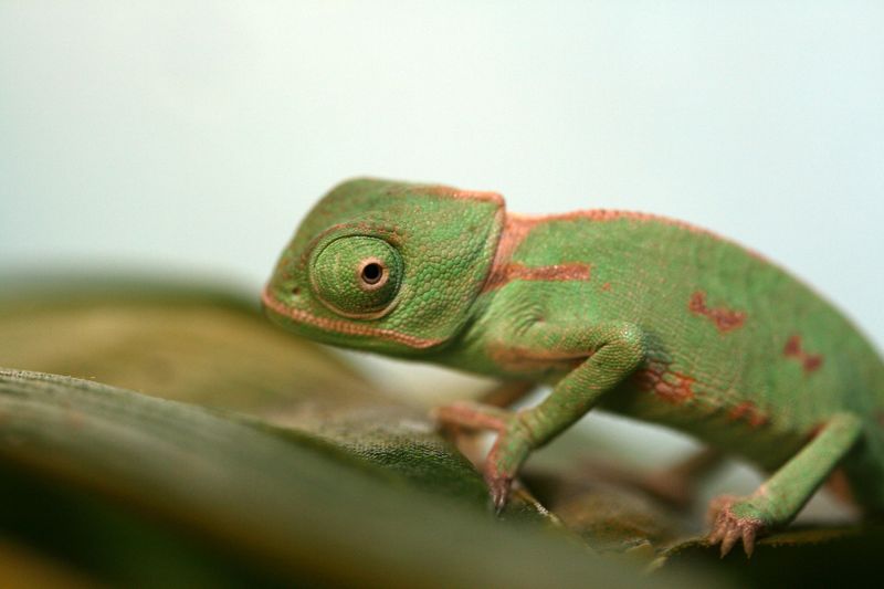 13 Reptiles with Extraordinary Color Patterns That Prove Nature’s Genius