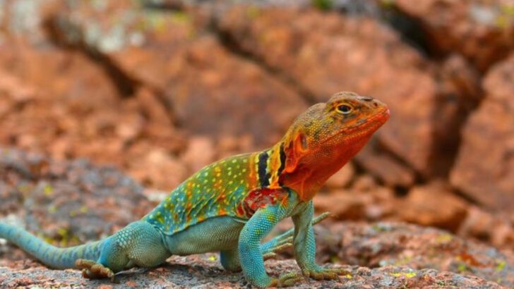 13 Reptiles with Extraordinary Color Patterns That Prove Nature’s Genius