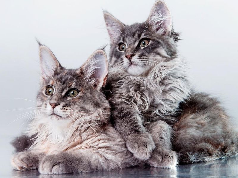 13 Surprisingly Affectionate Cat Breeds That Will LOVE Spending Time With You