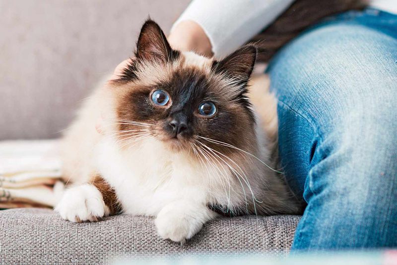 13 Surprisingly Affectionate Cat Breeds That Will LOVE Spending Time With You