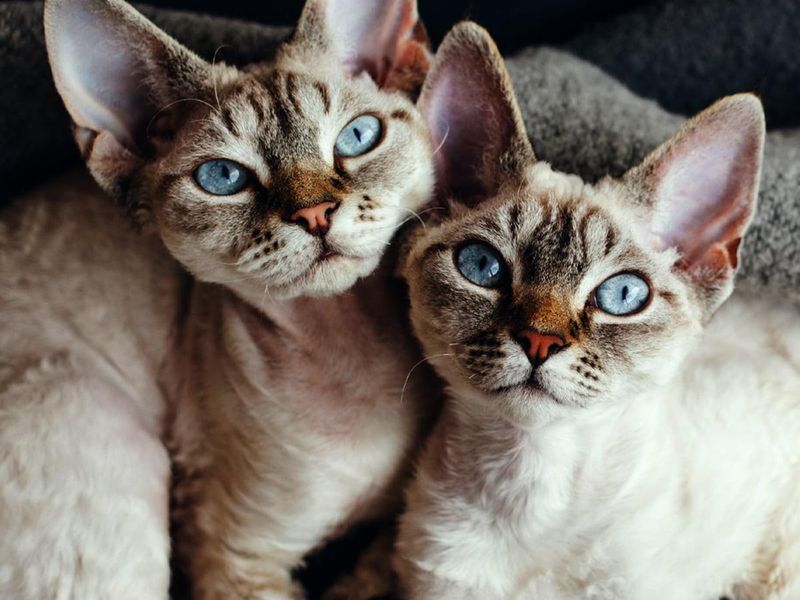 13 Surprisingly Affectionate Cat Breeds That Will LOVE Spending Time With You