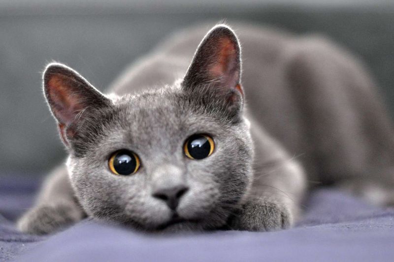 13 Surprisingly Affectionate Cat Breeds That Will LOVE Spending Time With You