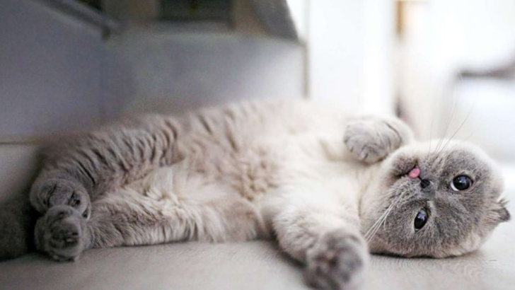 13 Surprisingly Affectionate Cat Breeds That Will LOVE Spending Time With You