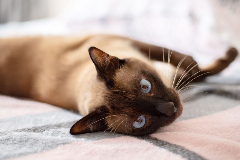 13 Surprisingly Affectionate Cat Breeds That Will LOVE Spending Time With You