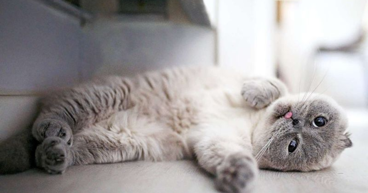 13 Surprisingly Affectionate Cat Breeds That Will LOVE Spending Time With You