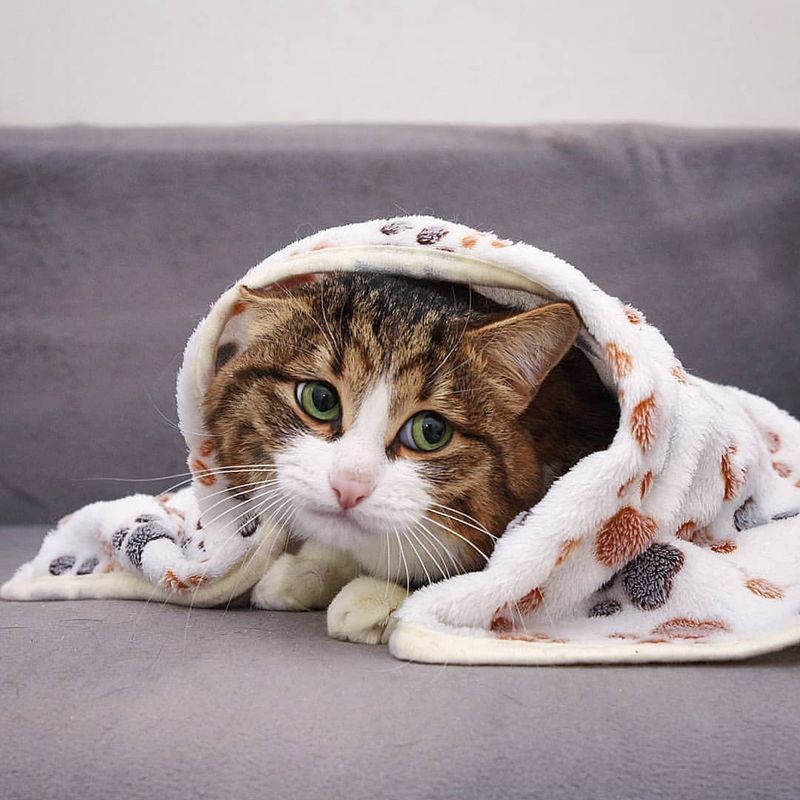 13 Ways Owning a Cat Can Turn into a Furry Nightmare