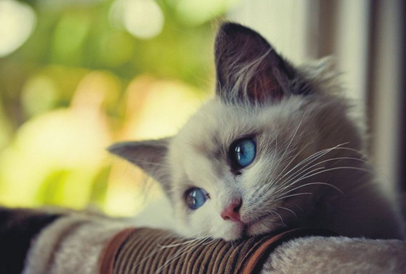 13 Ways Owning a Cat Can Turn into a Furry Nightmare