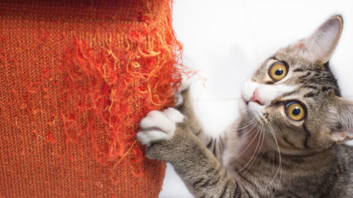 13 Ways Owning a Cat Can Turn into a Furry Nightmare