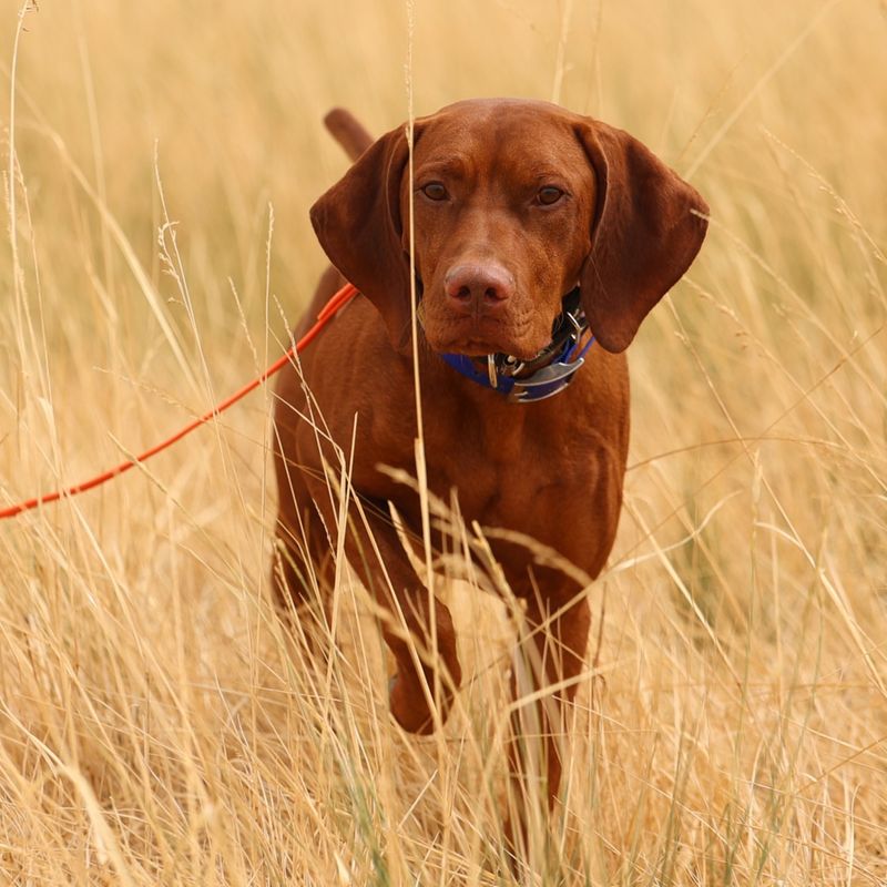 14 Fascinating Dog Breeds That Might Bolt at Any Moment