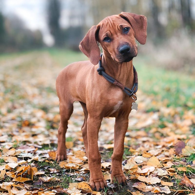 14 Fascinating Dog Breeds That Might Bolt at Any Moment