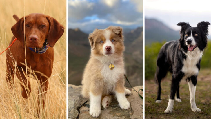 14 Fascinating Dog Breeds That Might Bolt at Any Moment