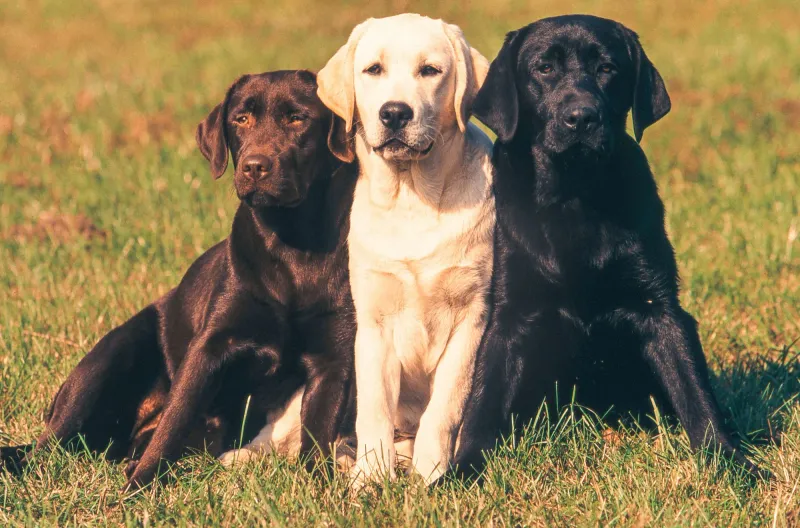 14 Iconic Dog Breeds from the ’70s That Dominated the Disco Decade