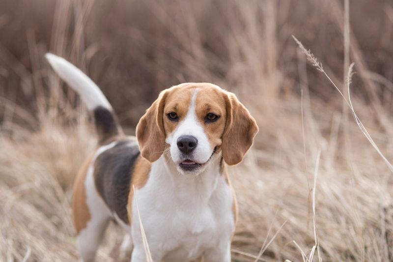 14 Iconic Dog Breeds from the ’70s That Dominated the Disco Decade