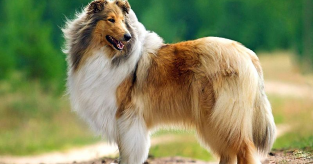 14 Iconic Dog Breeds from the ’70s That Dominated the Disco Decade