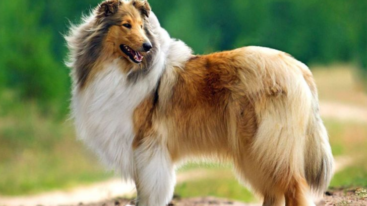 14 Iconic Dog Breeds from the ’70s That Dominated the Disco Decade