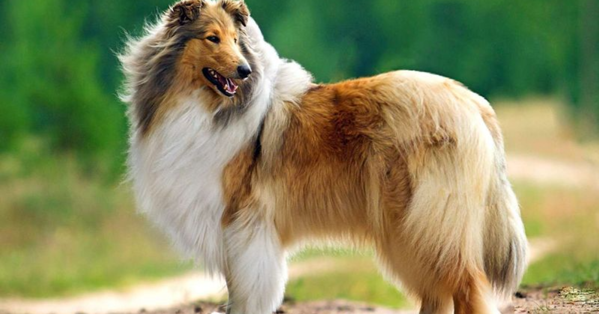 14 Iconic Dog Breeds from the ’70s That Dominated the Disco Decade