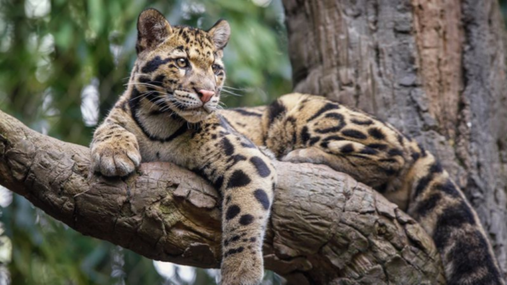 14 Rarest Wildcats in the World