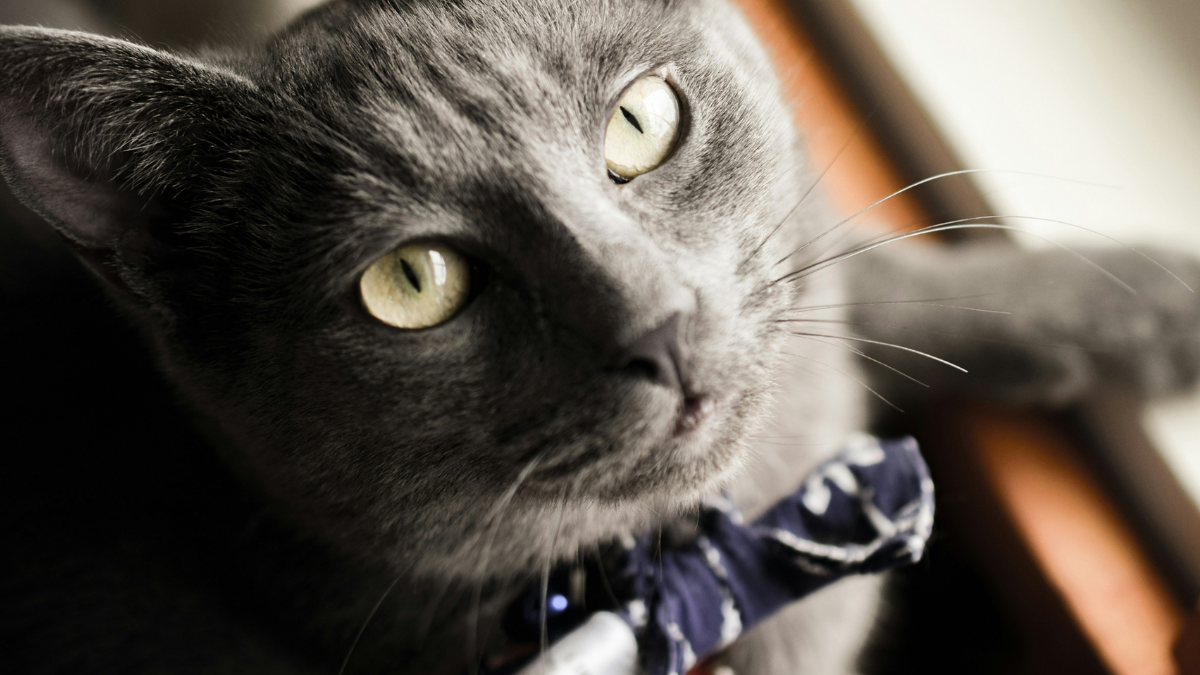 15 Cat Breeds That Redefine Elegance