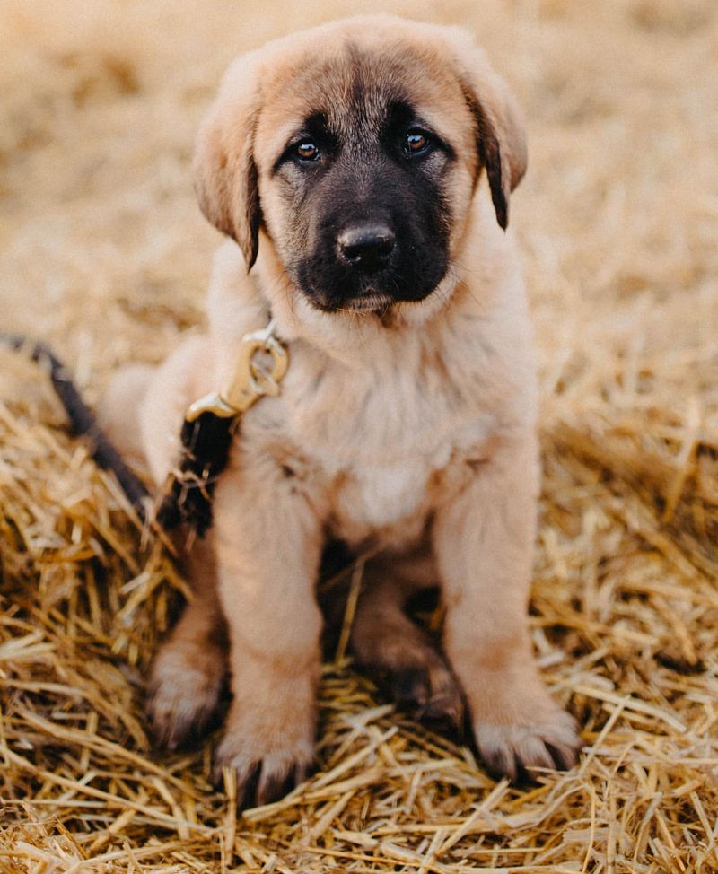 15 Dogs with Shockingly Powerful Bites You Didn’t Know About