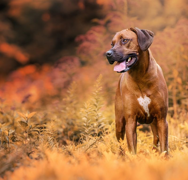 15 Dogs with Shockingly Powerful Bites You Didn’t Know About