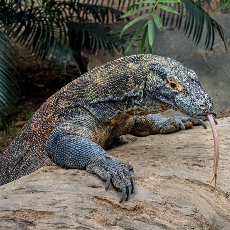 15 Incredible Facts About the Komodo Dragon, A Creature That Outlived the Dinosaurs