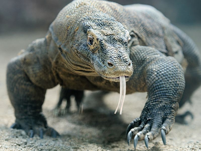 15 Incredible Facts About the Komodo Dragon, A Creature That Outlived the Dinosaurs