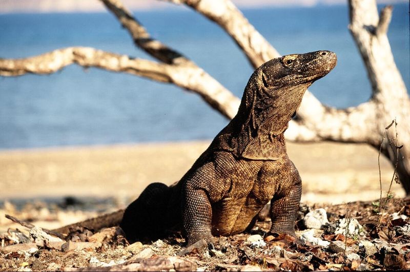 15 Incredible Facts About the Komodo Dragon, A Creature That Outlived the Dinosaurs