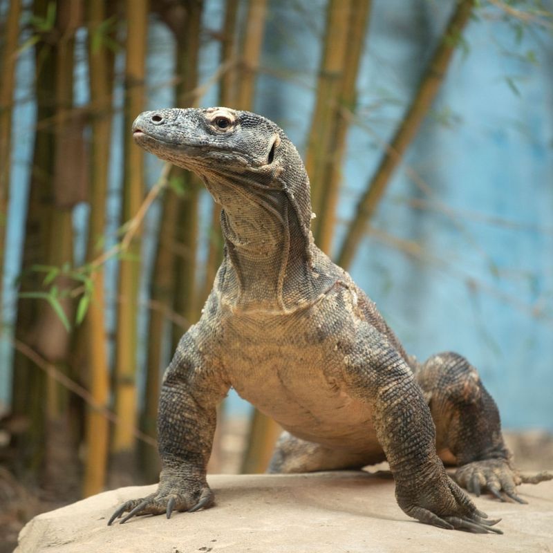 15 Incredible Facts About the Komodo Dragon, A Creature That Outlived the Dinosaurs