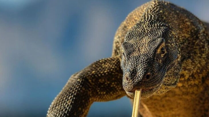 15 Incredible Facts About the Komodo Dragon, A Creature That Outlived the Dinosaurs