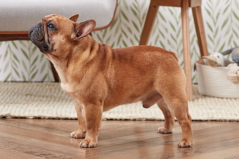 15 Indoor-Friendly Dog Breeds for Apartments and Small Homes