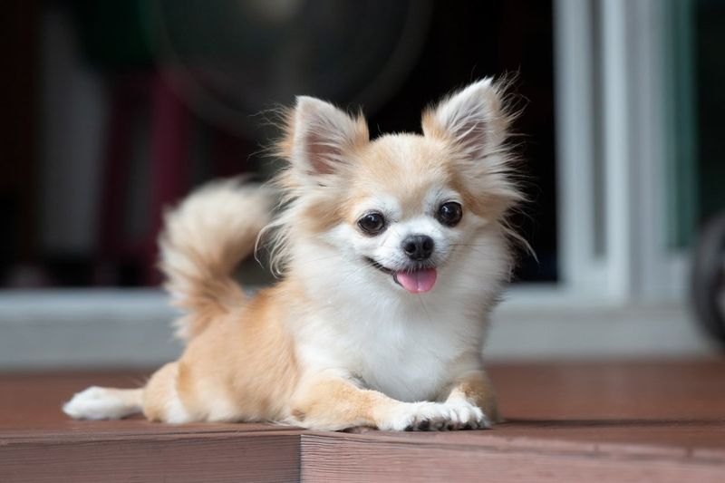 15 Indoor-Friendly Dog Breeds for Apartments and Small Homes