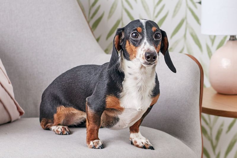 15 Indoor-Friendly Dog Breeds for Apartments and Small Homes