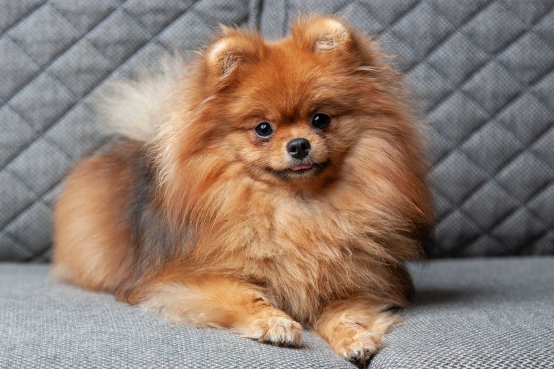 15 Indoor-Friendly Dog Breeds for Apartments and Small Homes