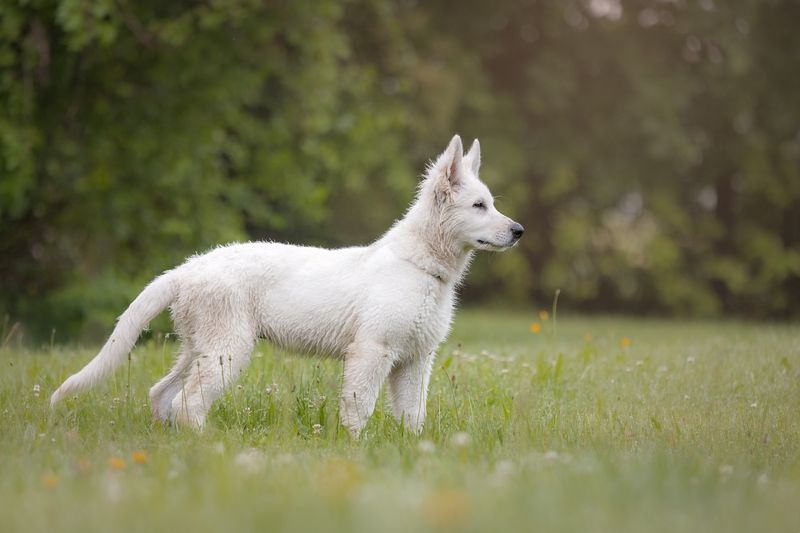 15 Little-Known Facts That Will Change How You See White German Shepherds