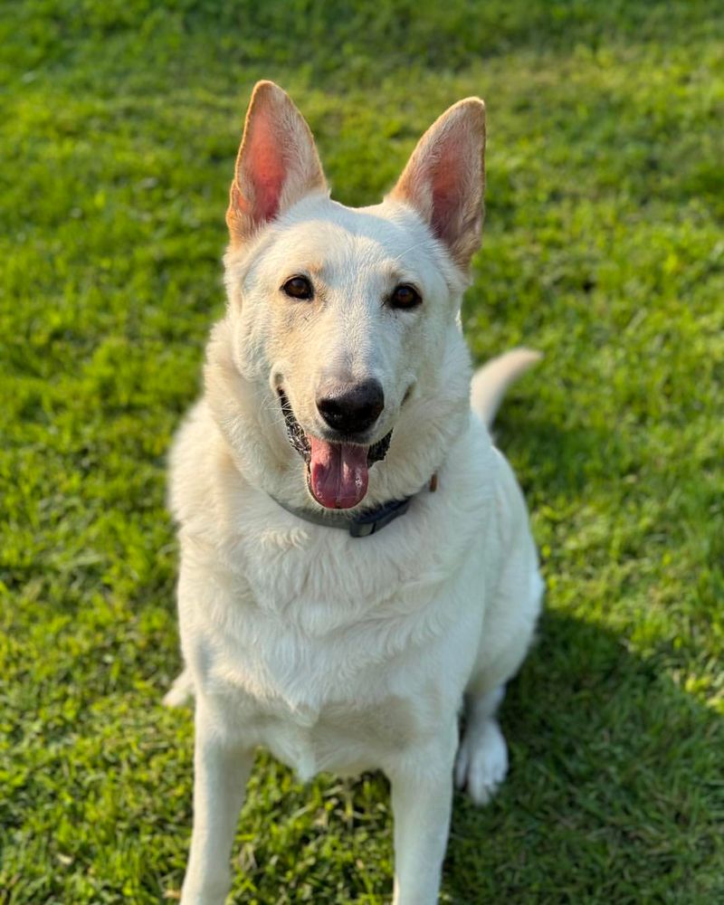 15 Little-Known Facts That Will Change How You See White German Shepherds