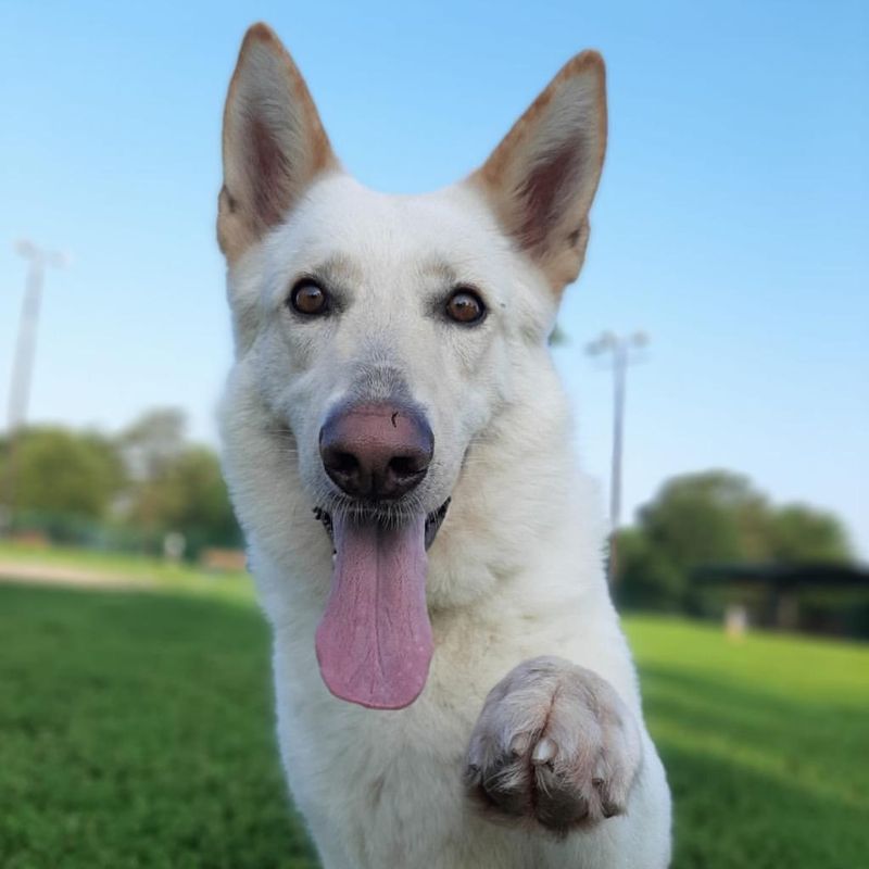 15 Little-Known Facts That Will Change How You See White German Shepherds