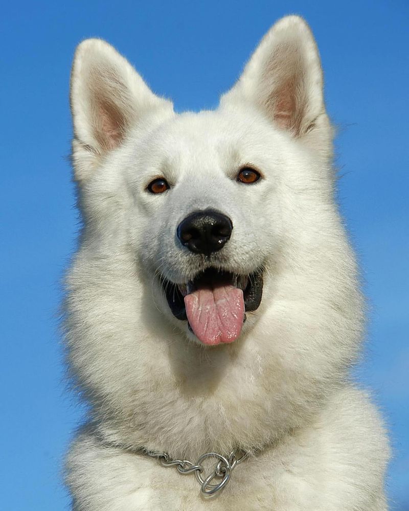 15 Little-Known Facts That Will Change How You See White German Shepherds