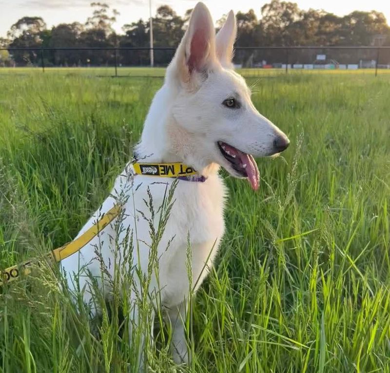 15 Little-Known Facts That Will Change How You See White German Shepherds