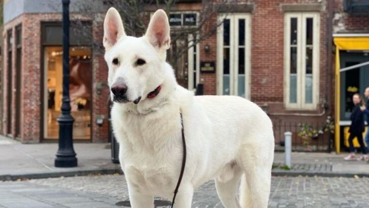 15 Little-Known Facts That Will Change How You See White German Shepherds