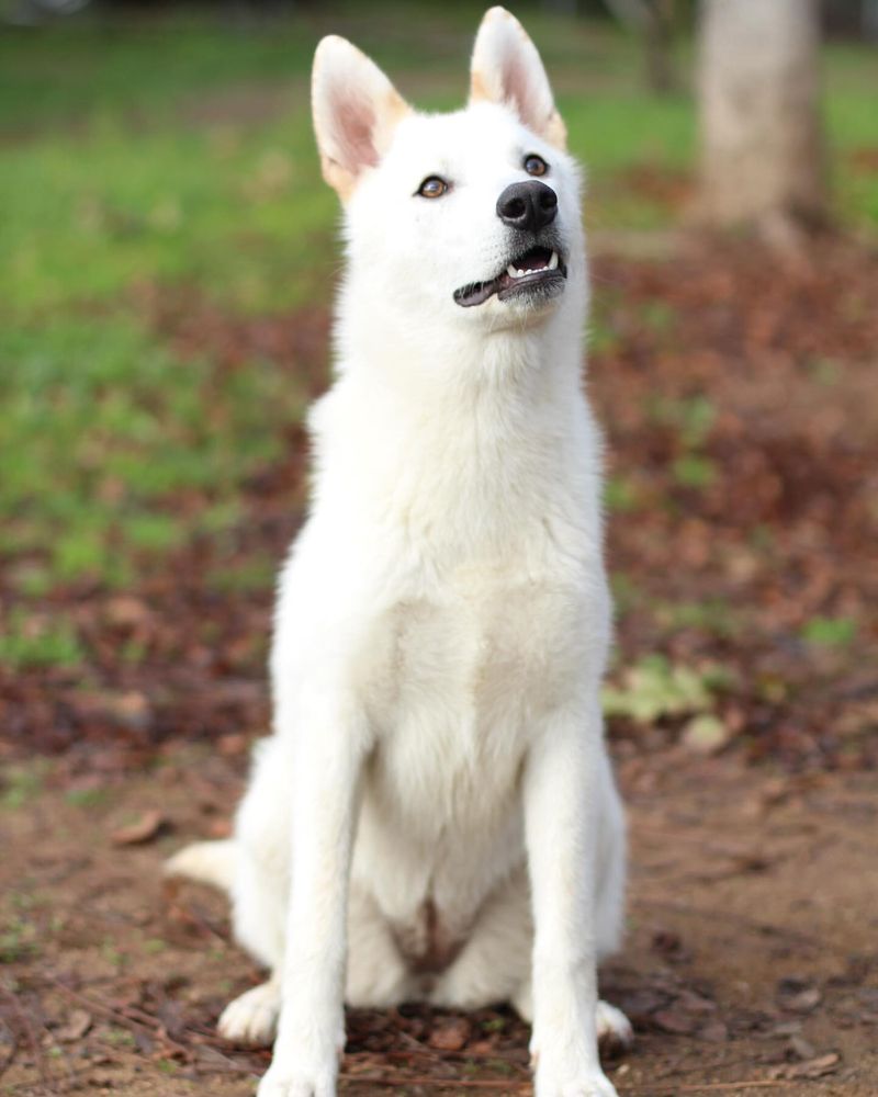 15 Little-Known Facts That Will Change How You See White German Shepherds