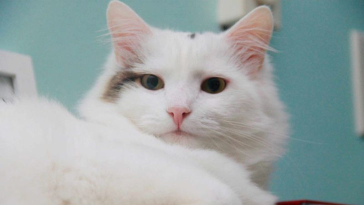 15 Most Loved Cat Breeds and What Makes Them Stand Out