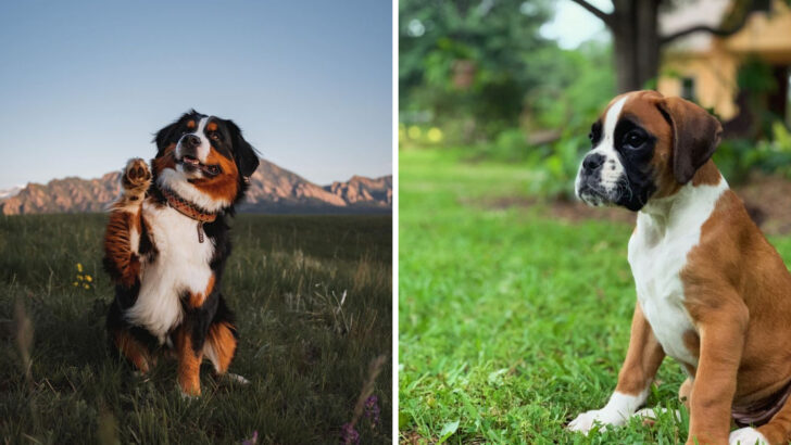 15 Non-Aggressive Dog Breeds That Rarely Misbehave