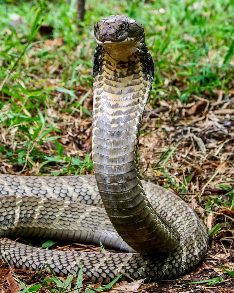 15 Snake Species Ranked by How Dangerous They Truly Are—From Mildly Venomous to Absolutely Lethal