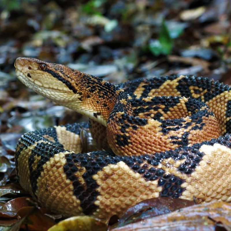 15 Snake Species Ranked by How Dangerous They Truly Are—From Mildly Venomous to Absolutely Lethal