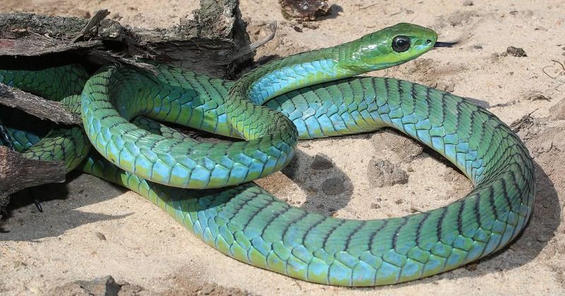 15 Snake Species Ranked by How Dangerous They Truly Are—From Mildly Venomous to Absolutely Lethal