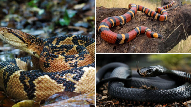 15 Snake Species Ranked by How Dangerous They Truly Are—From Mildly Venomous to Absolutely Lethal