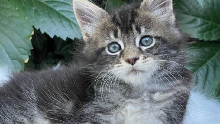 15 Cat Breeds That Stay Kittens at Heart Forever