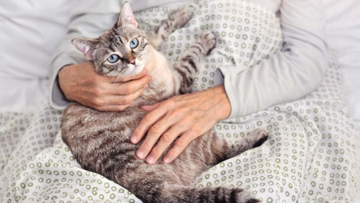 15 Surprising Benefits of Cats for Your Emotional Health