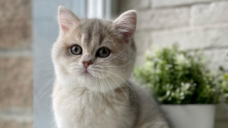 16 Calm and Gentle Cat Breeds That Fit Perfectly into Relaxing Homes